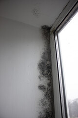 Naklejka premium Fungus on the window walls, excessive moisture on the windows causes mold in winter.