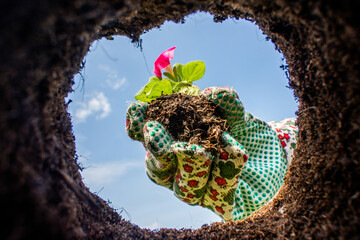 Woman in gardening gloves plants a spring flower shoot. View from a freshly dug pit on a small flower seedling. View from below.