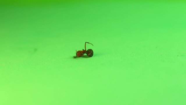 Dead Ant from repellents. Red wood Ant dying due to being poisoned by pesticides sprayed on crops. Environment pollution. Ants isolated on green background. Destruction of insects. insect. Bugs, bug