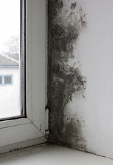 The window is covered with mold in the middle of the house. Strong formation of black fungus. Excessive humidity and condensation formed a black coating of mold on the wall. - obrazy, fototapety, plakaty