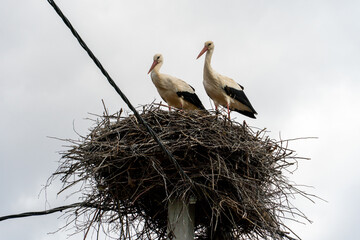 A family of storks stands in a large nest against a background of blue sky and clouds. A large stork nest on an electric concrete pole. The stork is a symbol of Belarus