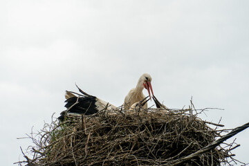 A family of storks stands in a large nest against a background of blue sky and clouds. A large stork nest on an electric concrete pole. The stork is a symbol of Belarus
