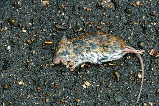 A dead rat or mouse is lying on a wet sidewalk. Problems in the city with rodents. Methods of combating vectors of pathogens and diseases.