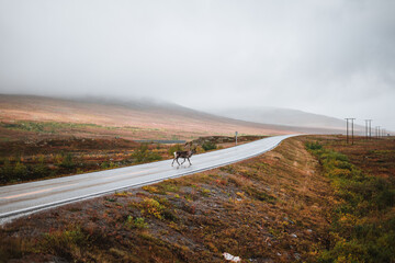 Reindeer on an empty road on a moody autumn day in northern Norway background