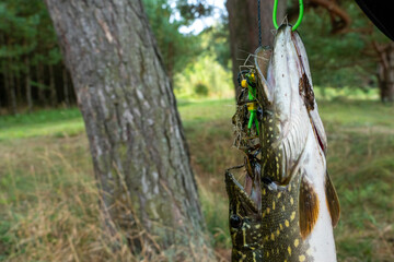A freshly caught pike is hanging on a hook. A fisherman caught two huge beautiful pike on a fishing trip. Sport fishing or poaching. Favorite male hobby and pastime