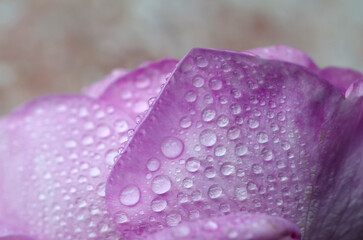 Water drops on the petals of a delicate pink rose flower close-up. Selective focus