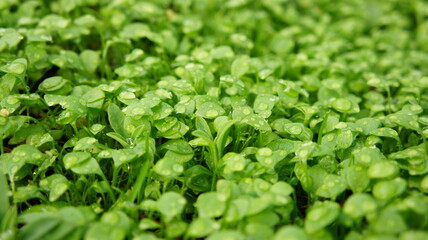 Gouttes et feuilles vertes en gros plan