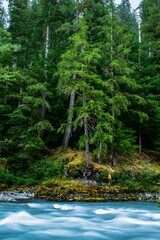 Hoh River Valley, Olympic National Park