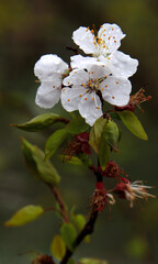 tree blossom