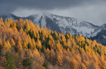 L&auml;rchengold bei Altst&auml;dten im Allg&auml;u mit Blick zum Schnippenkopf.