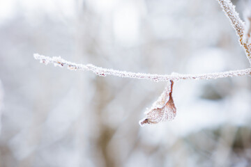 Frozen leaf in winter, covered in snow, blurred white background