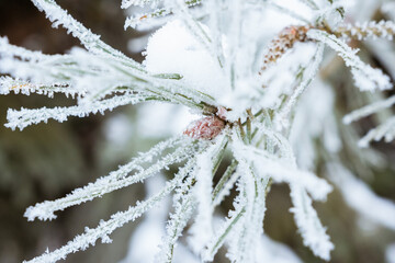 Spruce needles covered by snow and frost, blurred white background