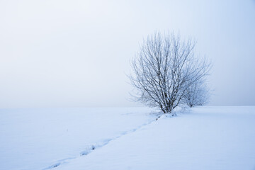 Fototapeta na wymiar Winter landscape covered in snow and frost, highlands landscape with trees and meadows