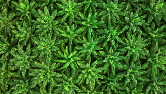 Aerial view drone flying over palm oil plantation field, southern of Thailand
