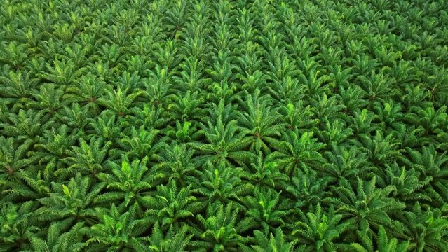 Aerial View Drone Flying Over Palm Oil Plantation Field, Southern Of Thailand