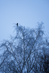 Crow sitting on a tree against dark sky
