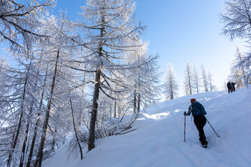 winter hikers climbing uphill trees covered with snow