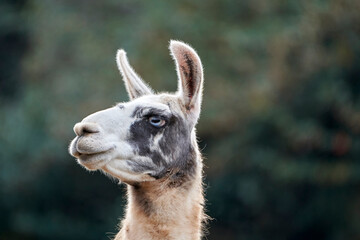 Beautiful close-up portrait of the head of a black and white llama looking to the left in the natural park of cabarceno, in cantabria, spain, europe © Vicente