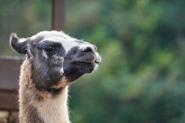 Beautiful close-up portrait of the head of a black and white llama looking to the right with its ears back in cabarceno natural park, in cantabria, spain, europe © Vicente