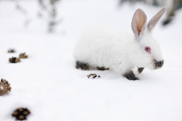 White rabbit walking on the snow between pine cones.