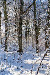 Fototapeta premium Early winter snow in a woodland on the Cotswolds at Barrow Wake, Birdlip, Gloucestershire, England UK