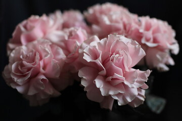 Pink roses on a dark background, French variety