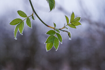 Close up of green leaves on tree covered with frost and ice in winter 