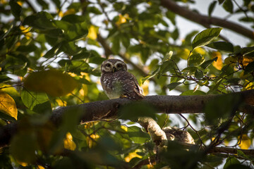 owl on tree