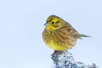 Yellowhammer (Emberiza citrinella) sitting on a snowy branch in cold winter day.