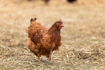 chicken on the farm
