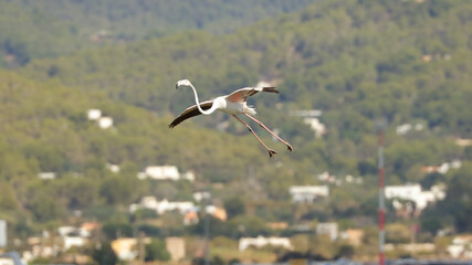 Estanque des Codolar, Parque Natural de las Salinas, San José, Ibiza, Islas Baleares