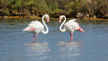 Estanque des Codolar, Parque Natural de las Salinas, San José, Ibiza, Islas Baleares