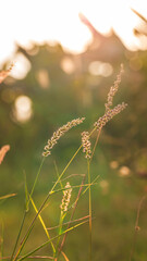 Wonderful landscape from the feather grass field in the evening sunset. serene feeling concept. countryside scenery atmosphere. image for background