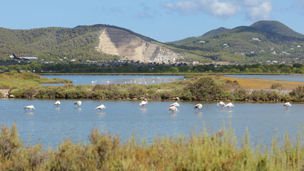 Estanque des Codolar, Parque Natural de las Salinas, San José, Ibiza, Islas Baleares
