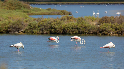 Estanque des Codolar, Parque Natural de las Salinas, San José, Ibiza, Islas Baleares