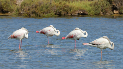 Estanque des Codolar, Parque Natural de las Salinas, San José, Ibiza, Islas Baleares