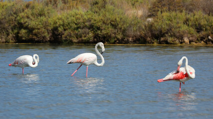 Estanque des Codolar, Parque Natural de las Salinas, San José, Ibiza, Islas Baleares