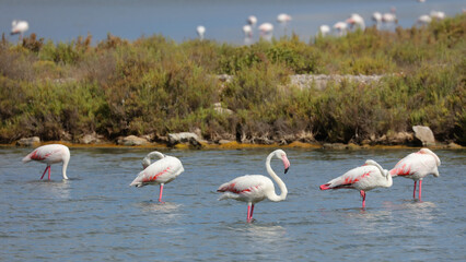 Estanque des Codolar, Parque Natural de las Salinas, San José, Ibiza, Islas Baleares