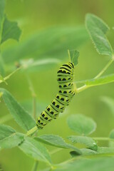 Black swallowtail butterfly caterpillar (papilio polyxenes) easiting golden alexanders (Zizia aurea)