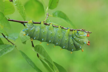 cecropia moth caterpillar  Hyalophora cecropia on choke cherry