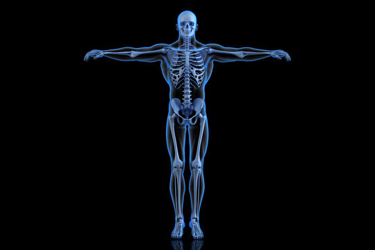 Human Skeleton. Front view. 3D Rendering