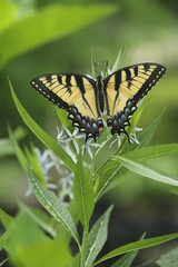 eastern tiger swallowtail butterfly female papilio glaucus on ozark bluestar flower Amsonia illustris
