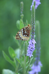 great spangled fritillary (Speyeria cybele) butterfly on hoary vervain (verbena stricta)
