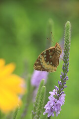 Great spangled fritillary butterfly ( Speyeria cybele)  on hoary vervain (Verbena stricta)