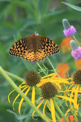 great spangled fritillary (Speyeria cybele) butterfly with bush's coneflower (echinacea paradoxa), orange milkweed (asclepias tuberosa), and purple prairie clover (Dalea purpurea)