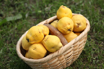 quince on sale in the basket