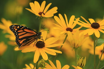 Monarch butterfly (Danaus plexippus) on sweet black eye susans (Rudbeckia subtomentosa) - obrazy, fototapety, plakaty