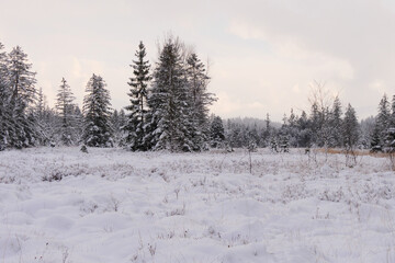 Obraz premium Winterlandschaft im Tiefenberger Moos im Allgäu.