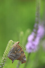 Question mark butterfly (Polygonia interrogationis) on hoary vervain (Verbena stricta)