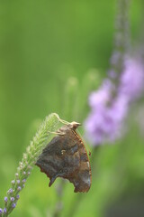 Questionmark butterfly Polygonia interrogationis on hoary vervain Verbena stricta